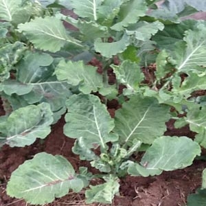 sustainability-m6kwu1h16fajhk5jouda9841okjpgws1q2lc2ckv5k