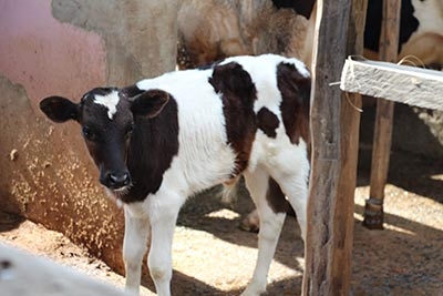 agricultural